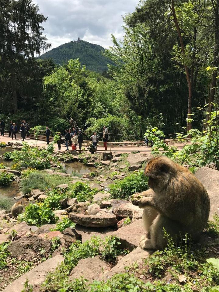 Au Pied Du Chateau Оршвилер Екстериор снимка